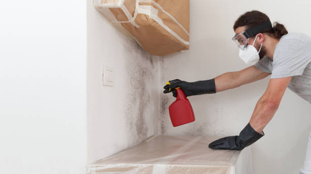 Professional Basement Mold Removal technician working in Bartlett, IL