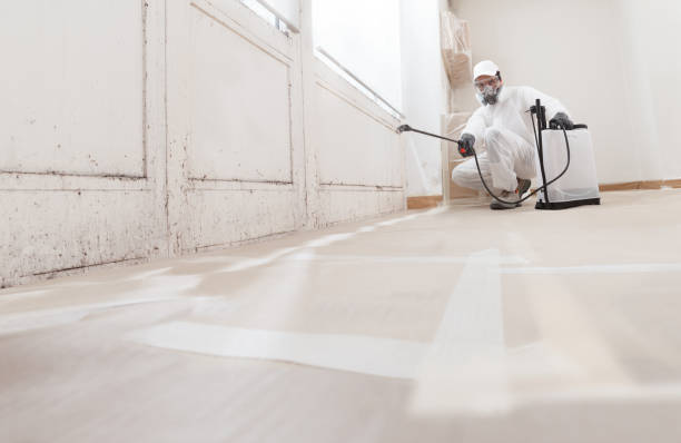 24/7 Emergency Basement Mold Removal experts in Bartlett, IL