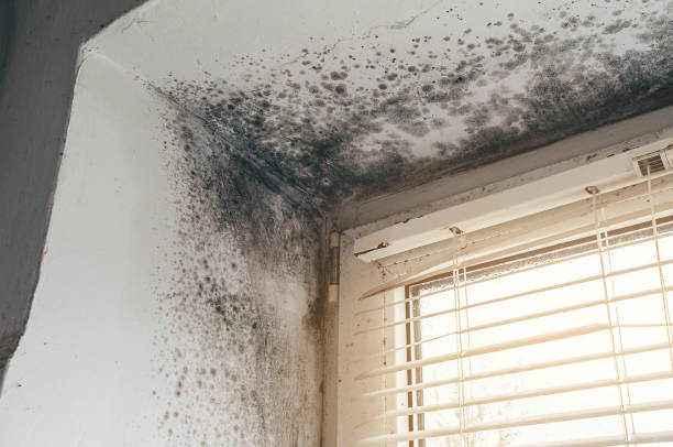Affordable Basement Mold Removal solutions in Bartlett, IL