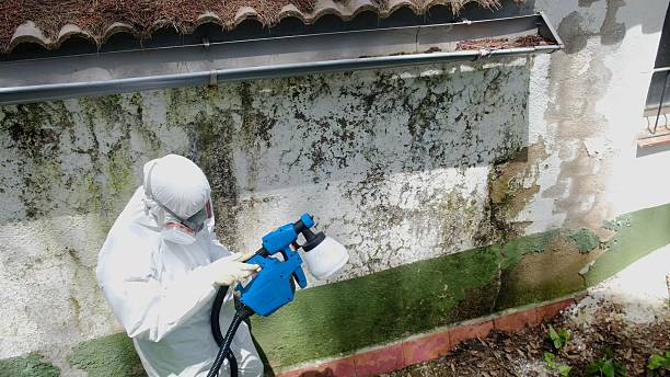 Top rated local Basement Mold Removal specialists in Bartlett, IL